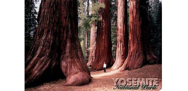 A postcard from Yosemite National Park