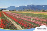 Une carte postale de Abbotsford (Amanda)