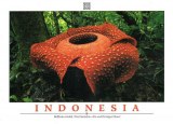 Une carte postale de Bandung (Saumi)