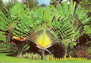 Une carte postale de Guadeloupe (Michel, Virginie, Louis, Dom, Corinne, Chloé)