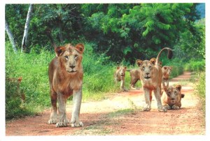 Une carte postale de Chennai (Adrian)