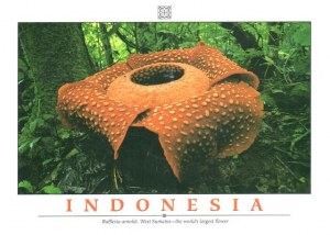 Une carte postale de Jakarta (Yohanna)