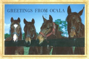 Une carte postale d'Ocala (Tara)