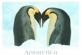 Une carte postale de l'Antarctique