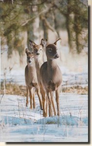 Une carte postale de Minnetonka, MN (Khaki)