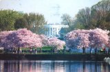 Une carte postale de Washington DC (Belle) 