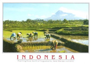 Une carte postale Jakarta (Sophia)