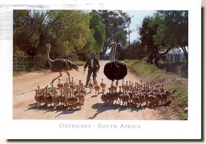 Une carte postale de Bloemfontein (Laurent)