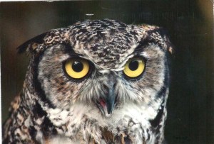 Une carte postale de Union City (Sonataca)