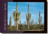 Une carte postale de Glendale, AZ (Carol Williams) 1