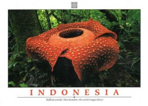 A postcard from Bandung (Saumi)