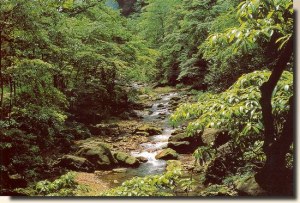 A postcard from Wuhan (LongYu)